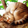 Avatars to free download for your forum or blog (7 100 avatars)