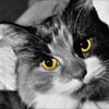Avatars to free download for your forum or blog (7 100 avatars)