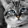Avatars to free download for your forum or blog (7 100 avatars)