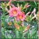 Avatars to free download for your forum or blog (7 100 avatars)