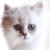 Avatars to free download for your forum or blog (7 100 avatars)