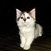 Avatars to free download for your forum or blog (7 100 avatars)