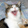 Avatars to free download for your forum or blog (7 100 avatars)