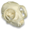 Avatars to free download for your forum or blog (7 100 avatars)