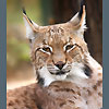 Avatars to free download for your forum or blog (7 100 avatars)