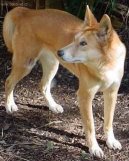 Australian Greyhound