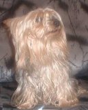 Australsk� silky teri�r