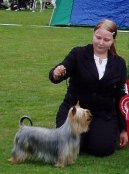 Australian Silky Terrier