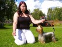 Australian Silky Terrier