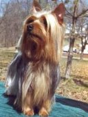Australian Terrier