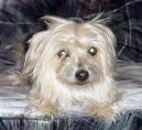 Australian Terrier