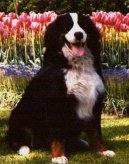 Berner Sennenhund