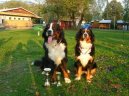 Berner Sennenhund