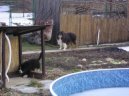 Berner Sennenhund