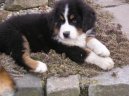 Berner Sennenhund