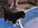 Berner Sennenhund