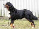 Berner Sennenhund
