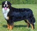 Berner Sennenhund