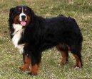 Berner Sennenhund