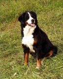 Berner Sennenhund