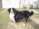 Berner Sennenhund