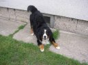 Berner Sennenhund