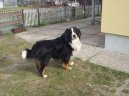 Berner Sennenhund