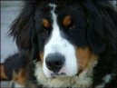 Berner Sennenhund