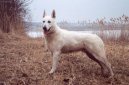 Berger Blanc Suisse, White Swiss Shepherd Dog