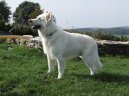 Berger Blanc Suisse, White Swiss Shepherd Dog