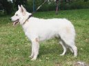 Berger Blanc Suisse, White Swiss Shepherd Dog