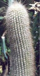Cephalocereus