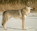 Czechoslovakian wolfdog