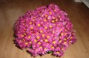 Chryzanthemum