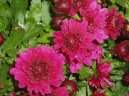 Chryzanthemum