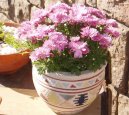 Chryzanthemum
