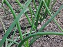 Allium fistulosum L\.