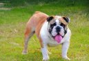 English Bulldog