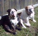 English Bulldog