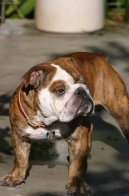 English Bulldog