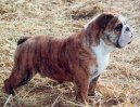 English Bulldog