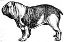 English Bulldog