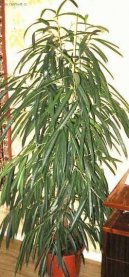 Ficus Alii