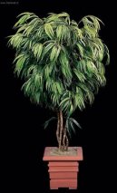 Ficus Alii