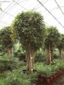 Ficus Alii