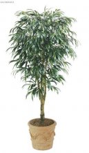 Ficus Alii