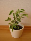 Ficus benjamina