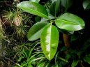 Ficus elastica