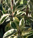 Ficus elastica