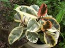 Ficus elastica